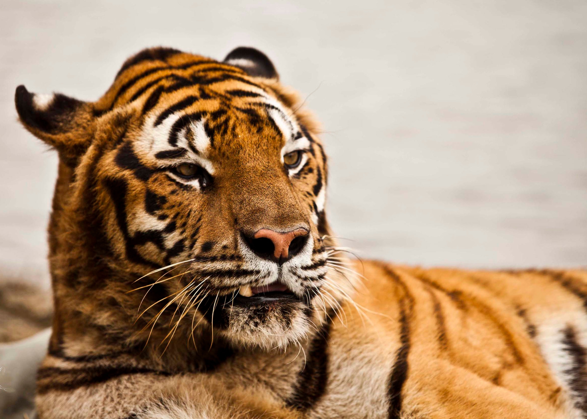 Thailand Wildlife Rescue Centre - The Mighty Roar