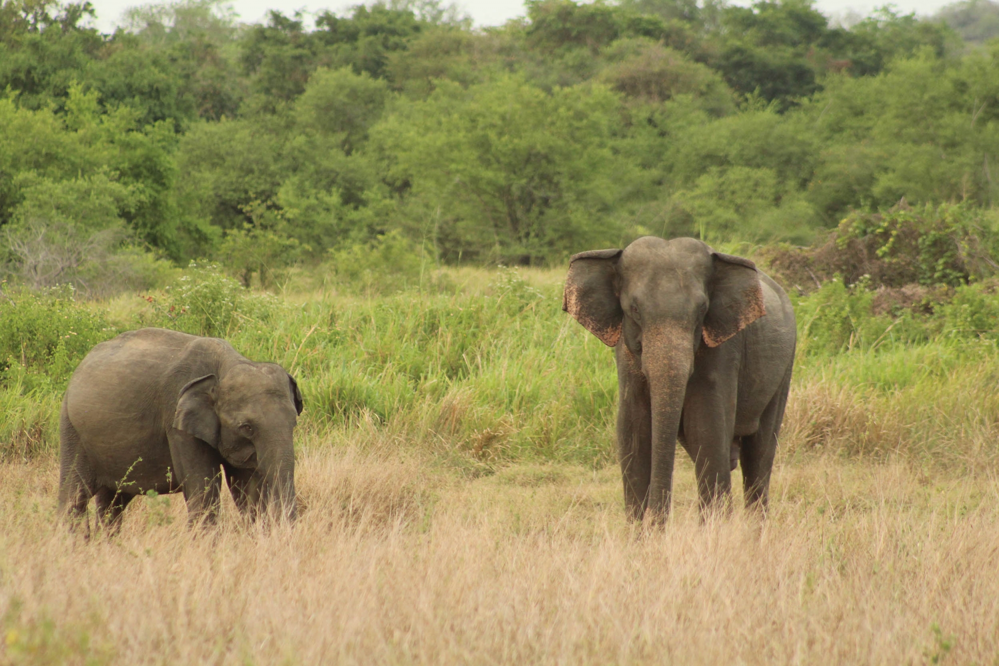 Sri Lanka Wild Elephant Conservation - The Mighty Roar