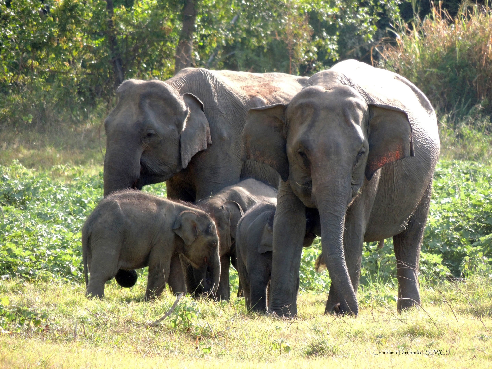 Sri Lanka Wild Elephant Conservation - The Mighty Roar