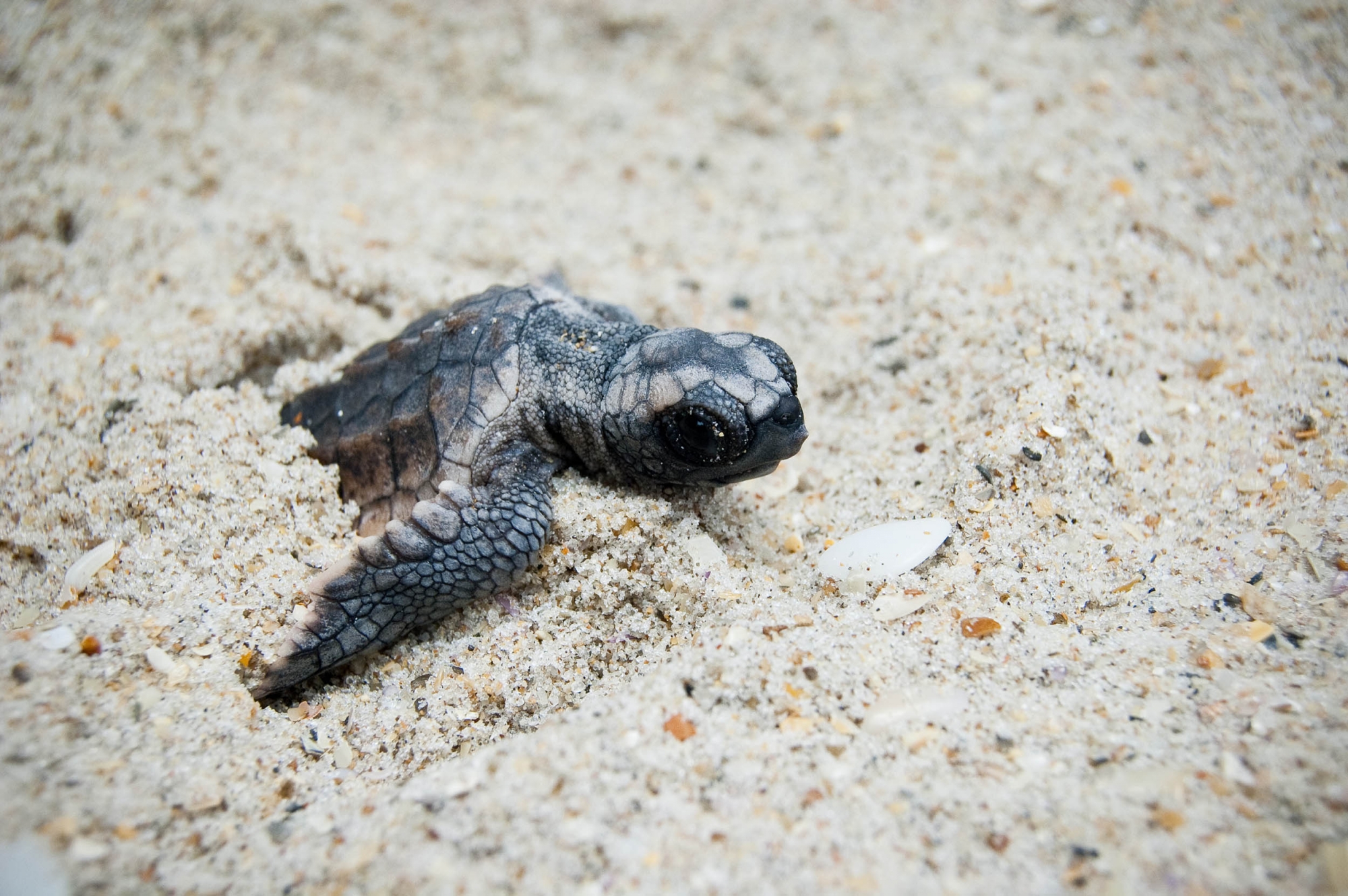 Sri Lanka Sea Turtle Conservation - The Mighty Roar