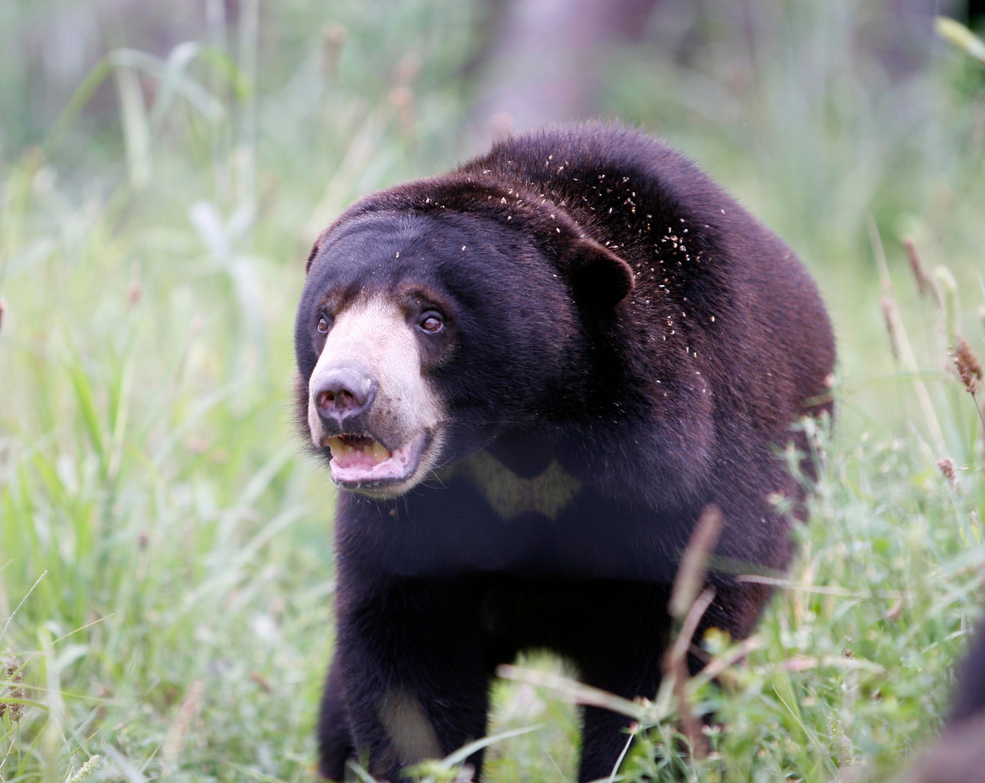 Thailand Wildlife Rescue Centre - The Mighty Roar