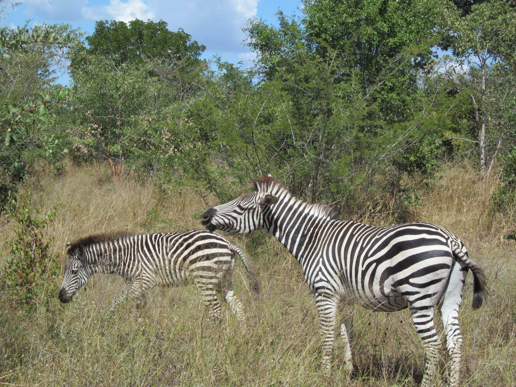 Zimbabwe Victoria Falls Big Five Conservation - The Mighty Roar