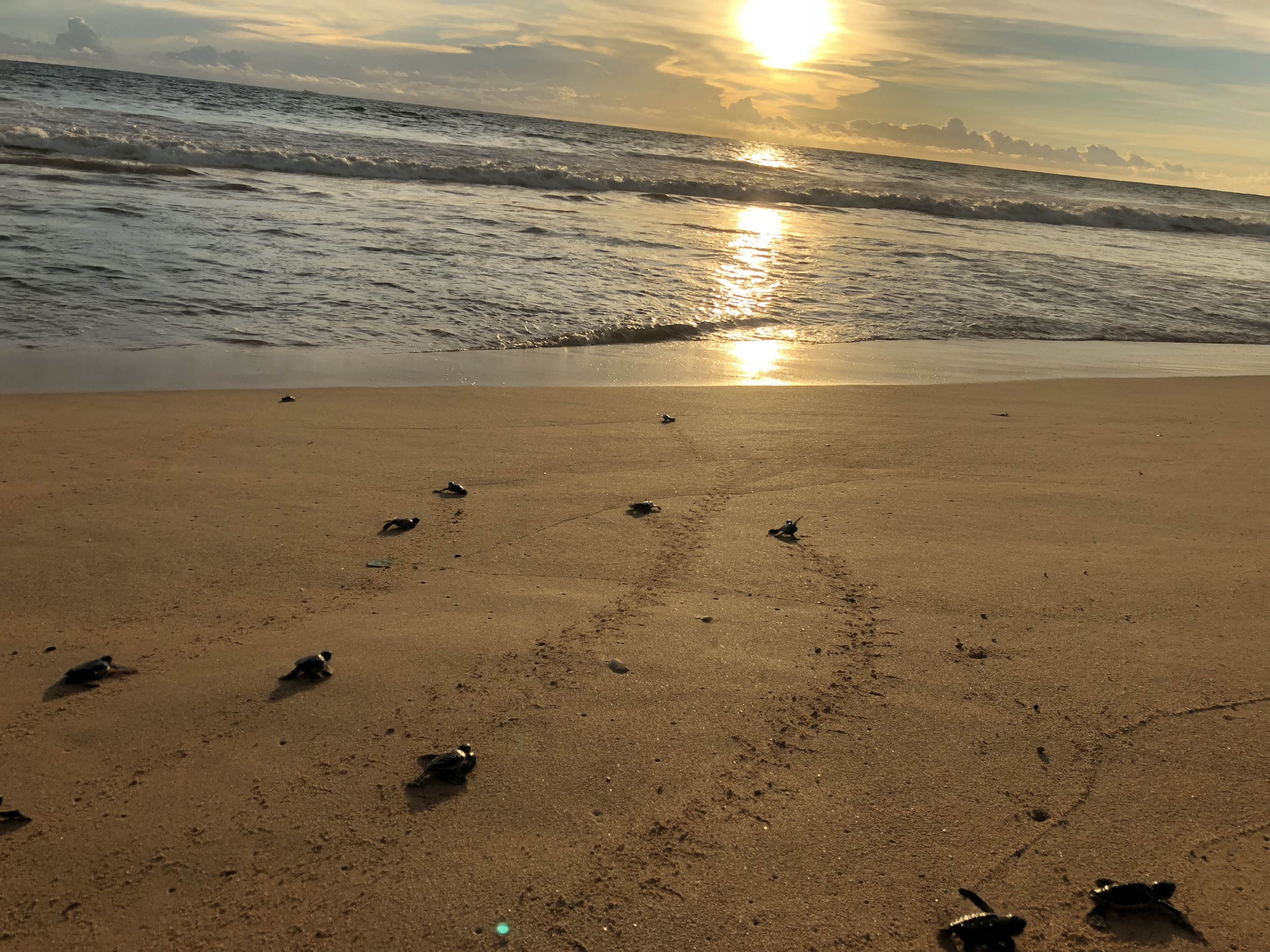 Sri Lanka Sea Turtle Conservation The Mighty Roar 