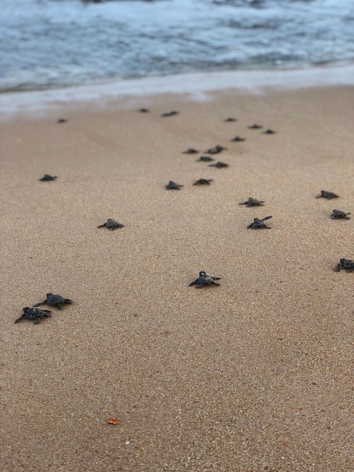 Sri Lanka Sea Turtle Conservation - The Mighty Roar