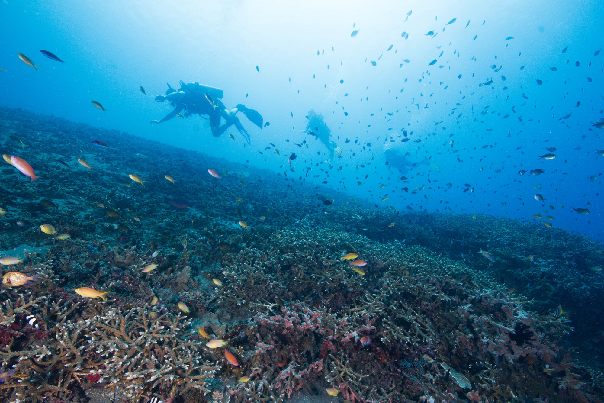 Bali Marine Conservation - The Mighty Roar