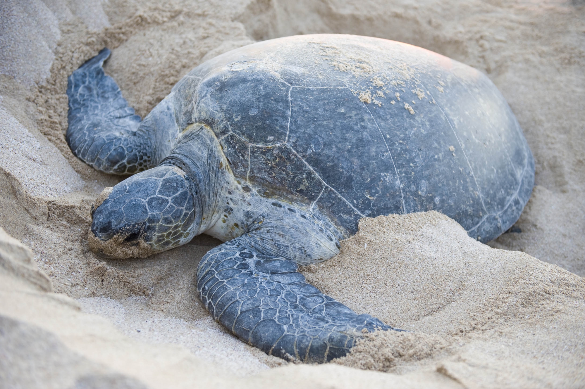 Sri Lanka Sea Turtle Conservation - The Mighty Roar