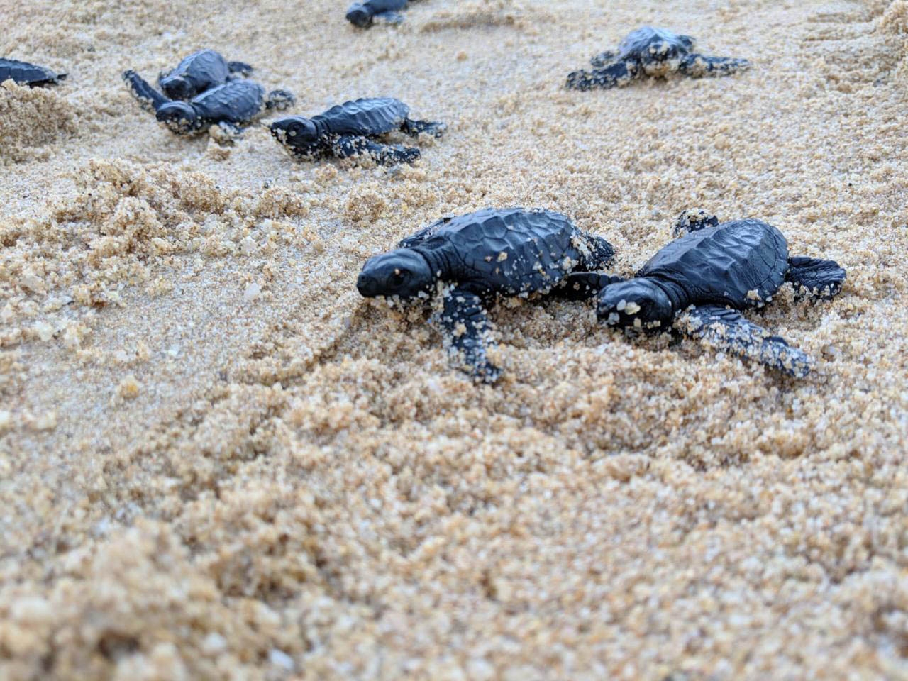 Sri Lanka Sea Turtle Conservation - The Mighty Roar