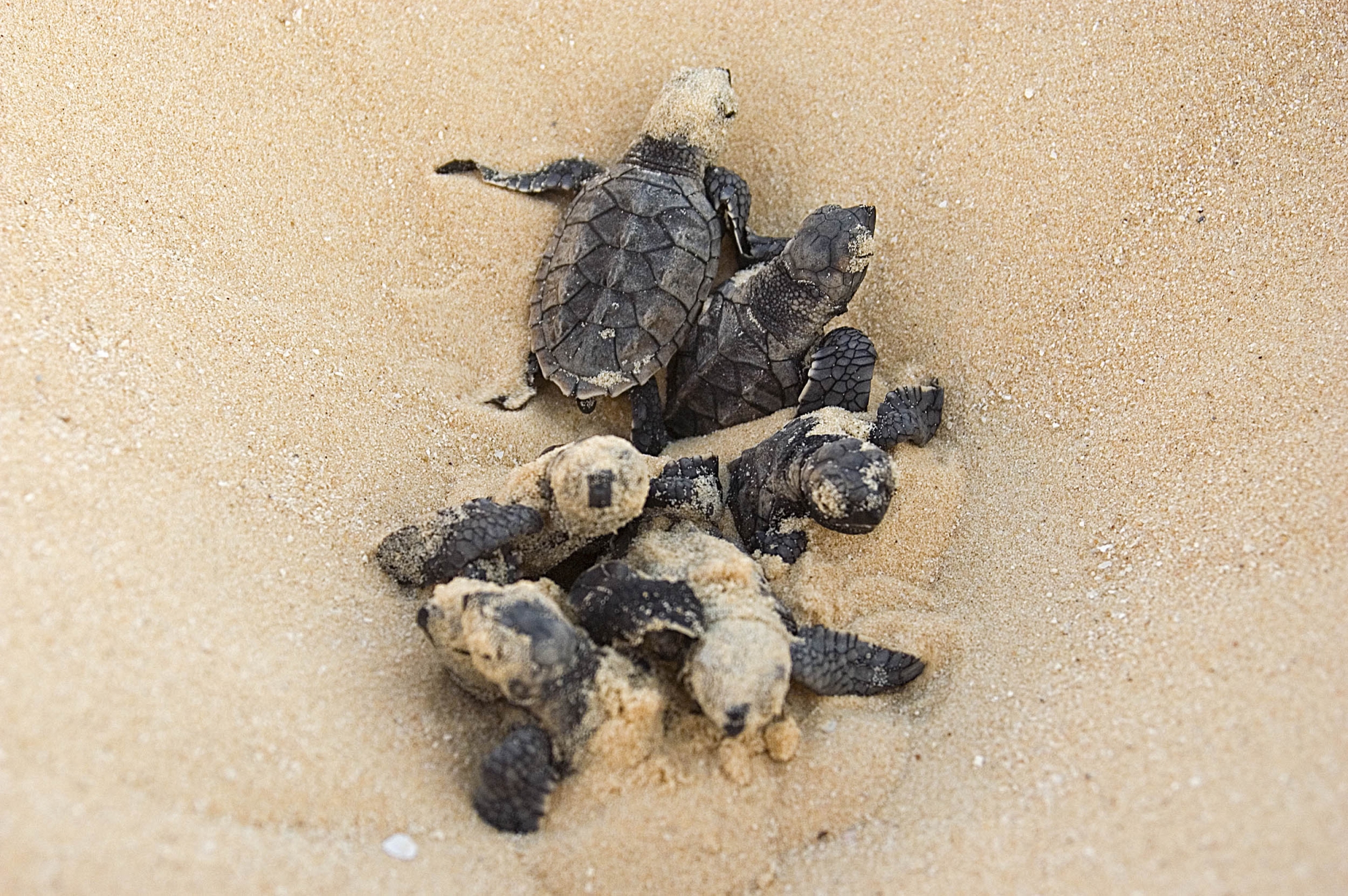 Sri Lanka Sea Turtle Conservation - The Mighty Roar