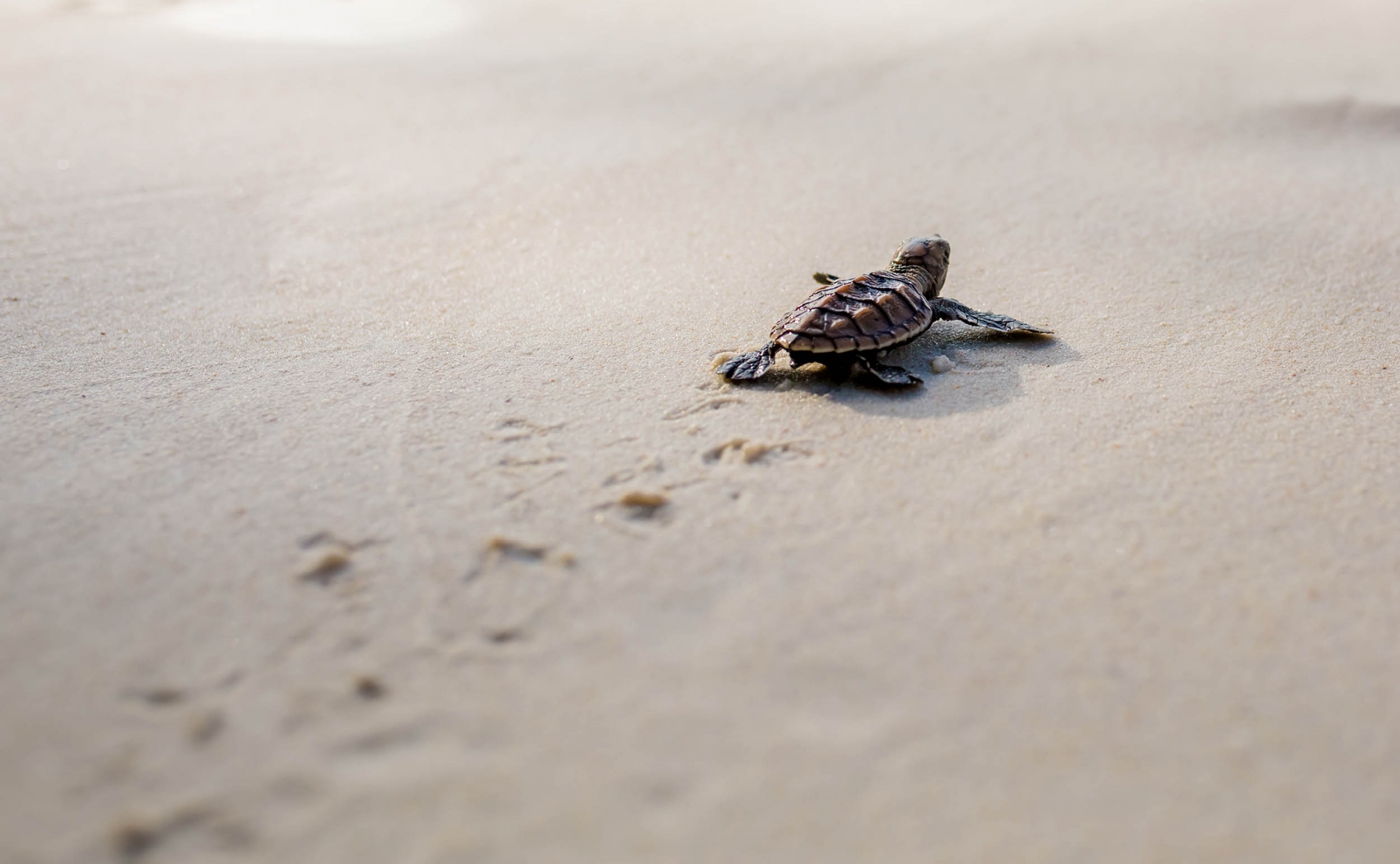 Sri Lanka Sea Turtle Conservation - The Mighty Roar