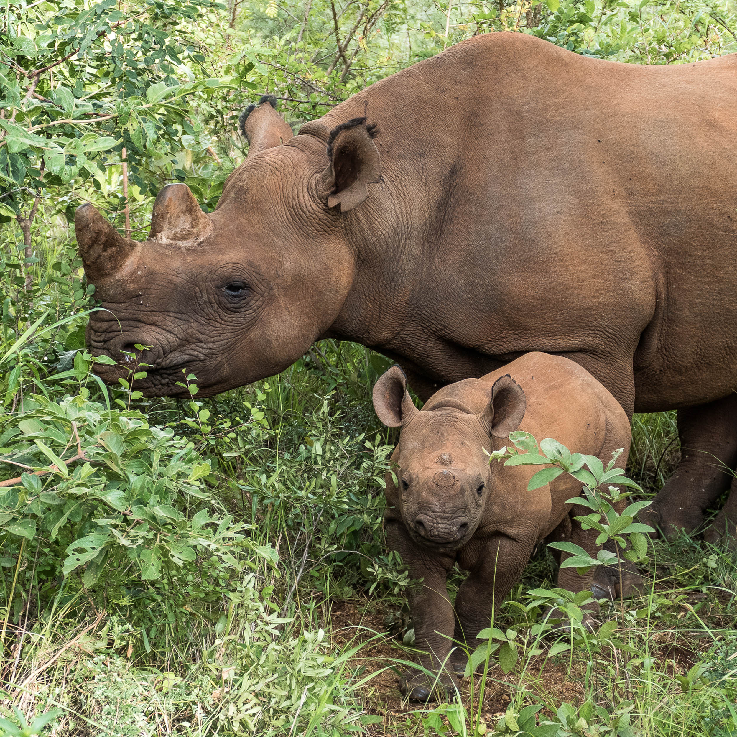 Elephant rhino. Wildlife and Conservation... Volunteering.