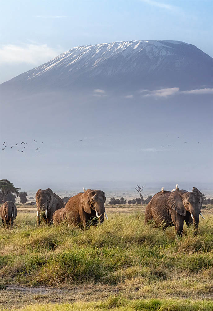 The Africa Experience - The Mighty Roar