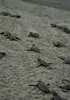 Costa Rica Sea Turtle Conservation - The Mighty Roar