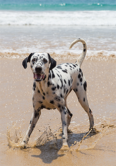 Sri Lanka Dog Sanctuary - The Mighty Roar