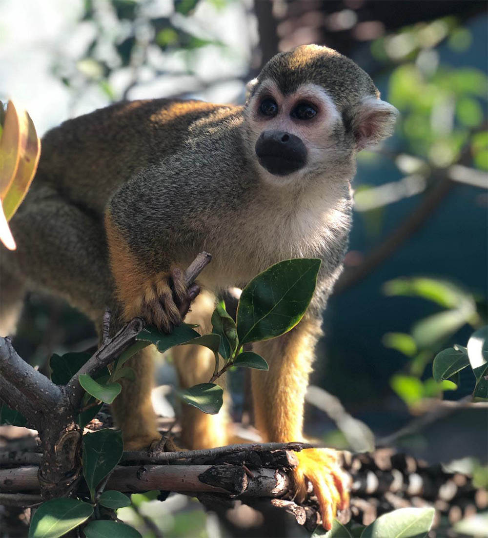 South Africa Primate Sanctuary Monkey Rescue  The 