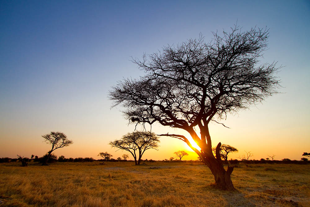 National Parks In Zimbabwe - The Mighty Roar